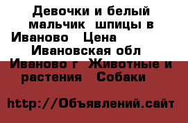 Девочки и белый мальчик  шпицы в Иваново › Цена ­ 30 000 - Ивановская обл., Иваново г. Животные и растения » Собаки   